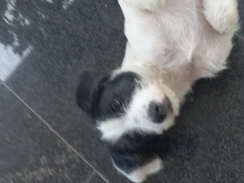 Adozione cane, maschio, Razza sconosciuta Razza sconosciuta, 3 mesi, taglia media contenuta, Napoli