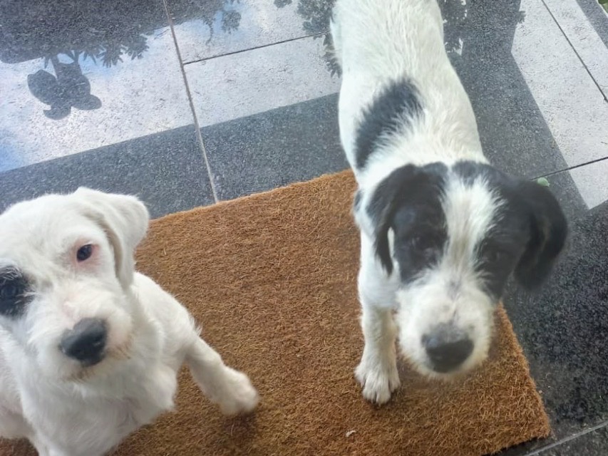 Adotta un cane, maschio, 3 mesi, Napoli
