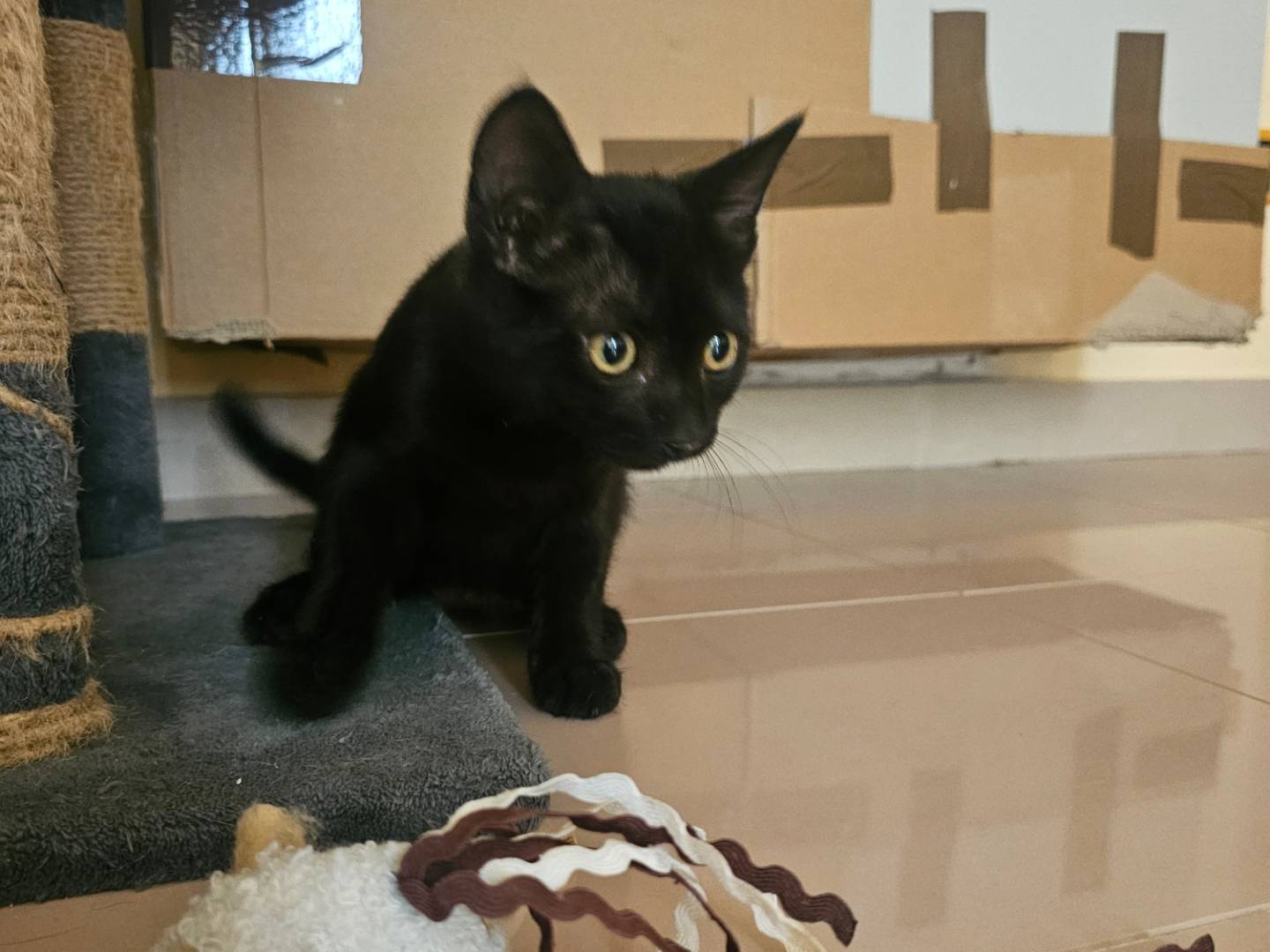Vuoi adottare un gatto a Matera?