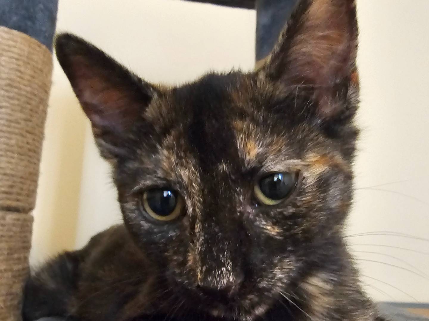 Vuoi adottare un gatto a Matera?