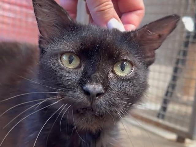 Adozione gatto, maschio, Razza sconosciuta Razza sconosciuta, 12 anni e 2 mesi, taglia non valida, Roma