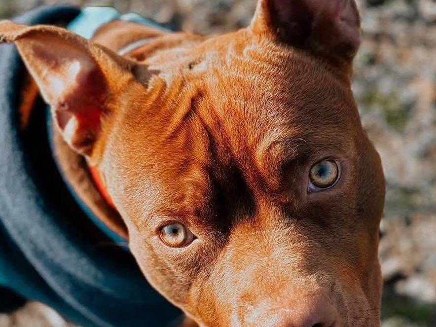 Adozione cane, maschio, Pitbull Razza sconosciuta, 4 anni e 9 mesi, taglia media contenuta, Bergamo