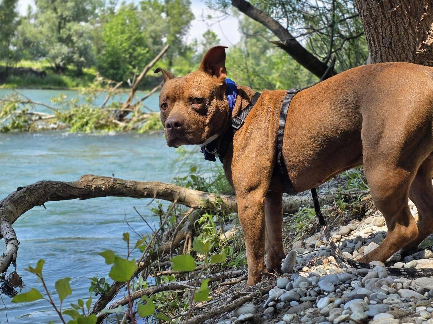 Adotta un cane, maschio, 4 anni e 9 mesi, Bergamo