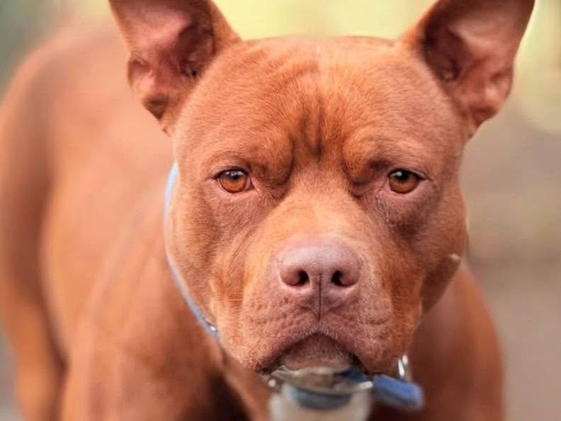 Adotta un cane, taglia media contenuta, maschio, Bergamo