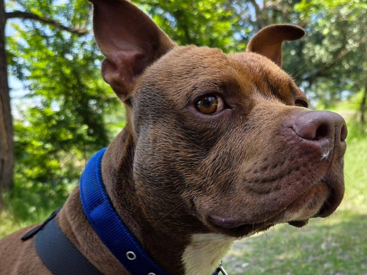 Vuoi adottare un cane a Bergamo?