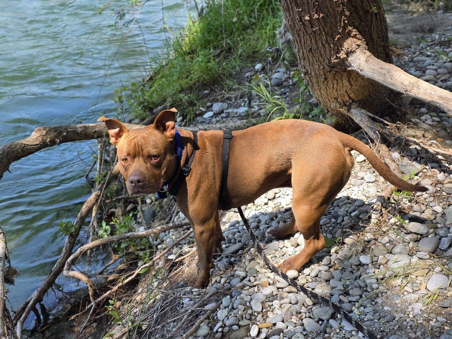Adotta il cane Max a Bergamo