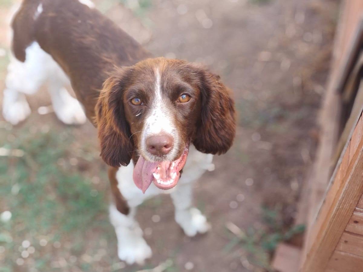 Adozione cane, femmina, Razza sconosciuta Razza sconosciuta, 10 mesi, taglia piccola, Latina