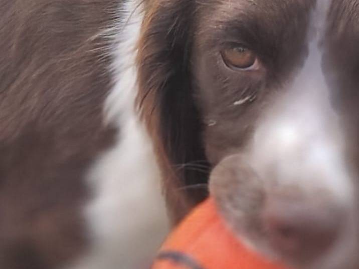 Adotta un cane, femmina, 10 mesi, Latina
