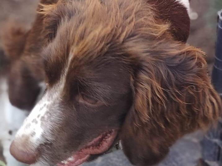 Adotta un cane, taglia piccola, femmina, Latina