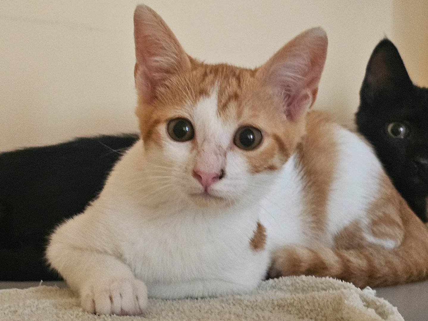Adozione gatto, maschio, Razza sconosciuta Razza sconosciuta, 3 mesi, taglia non valida, Matera