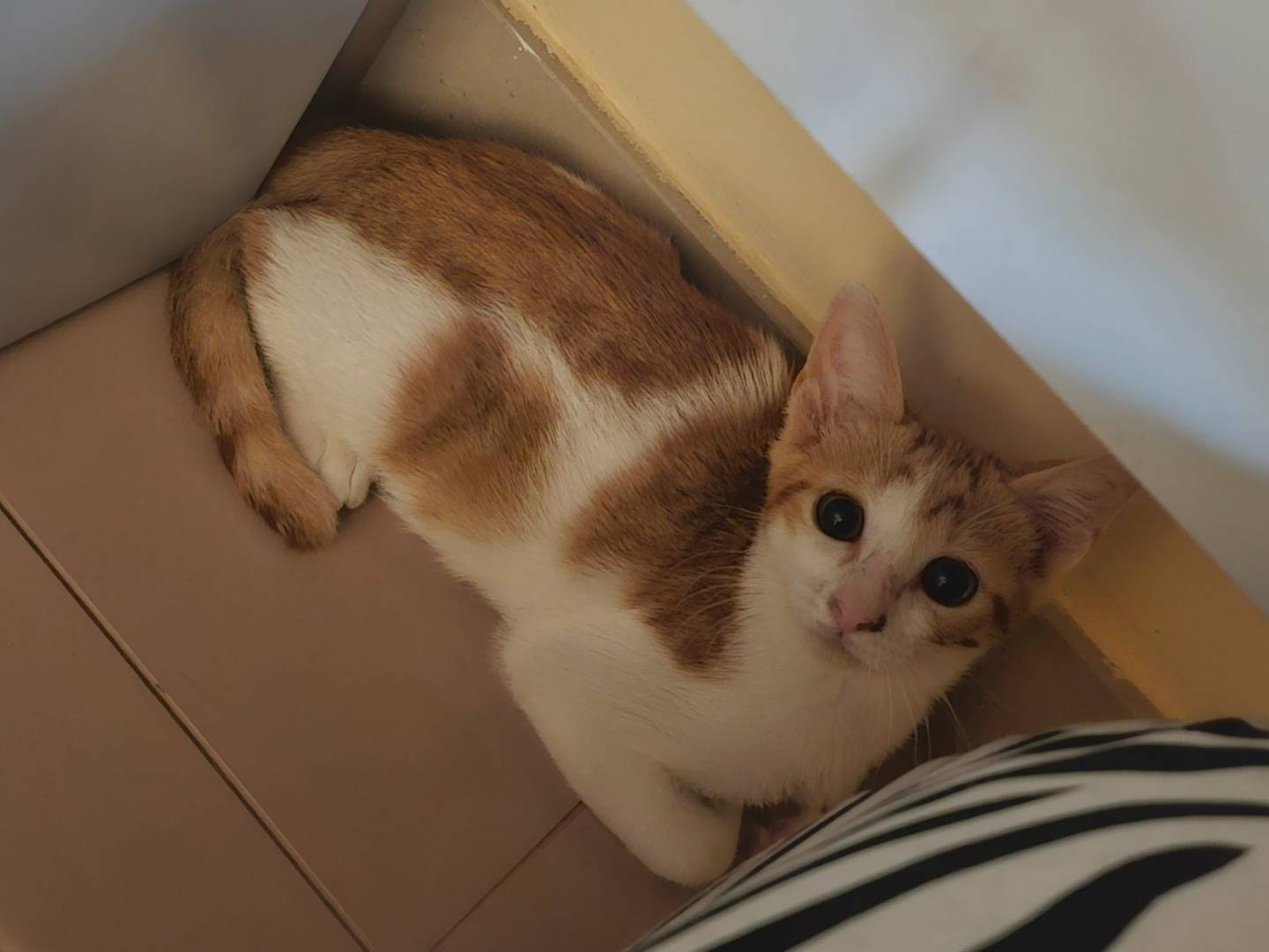 Adotta un gatto, maschio, 3 mesi, Matera