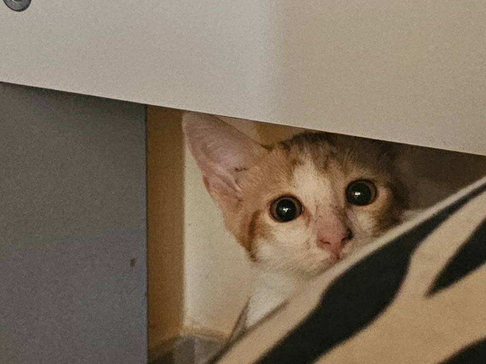 Adotta un gatto, taglia non valida, maschio, Matera