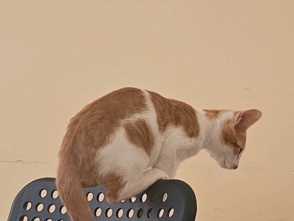 Vuoi adottare un gatto a Matera?