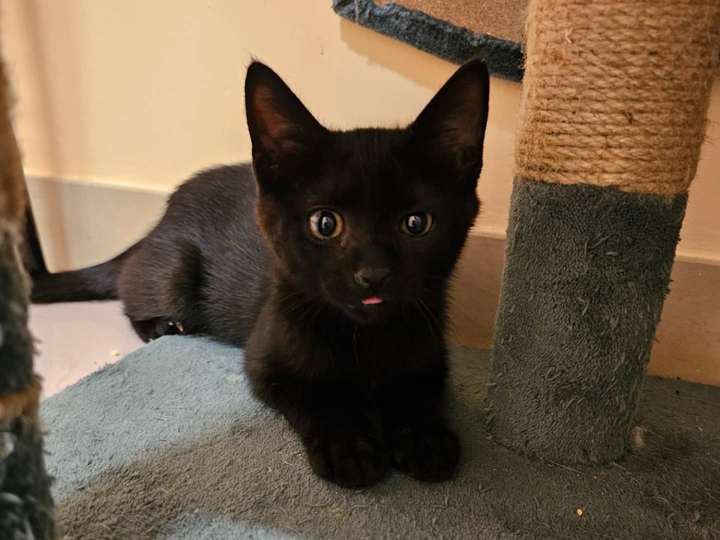 Adotta il gatto ROMEO a Matera