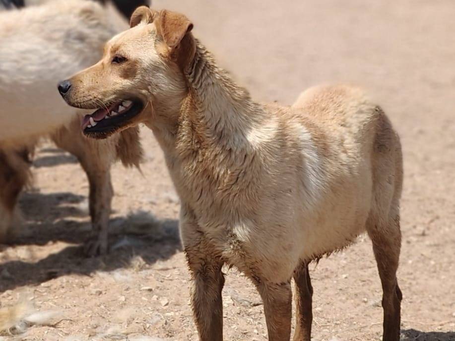 Adotta un cane, femmina, 4 anni e 6 mesi, Latina