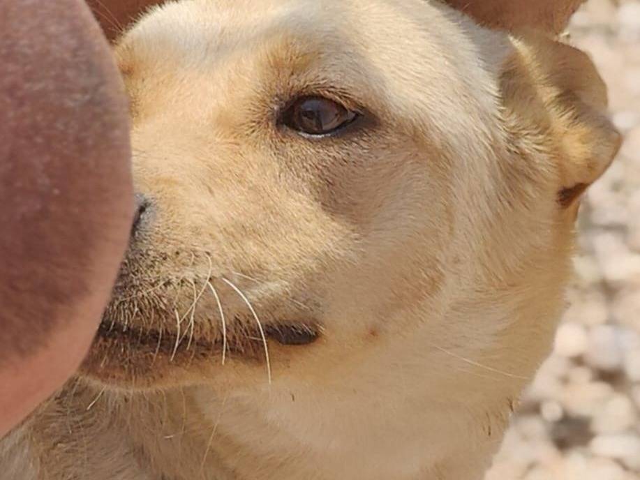 Adotta un cane, taglia media contenuta, femmina, Latina