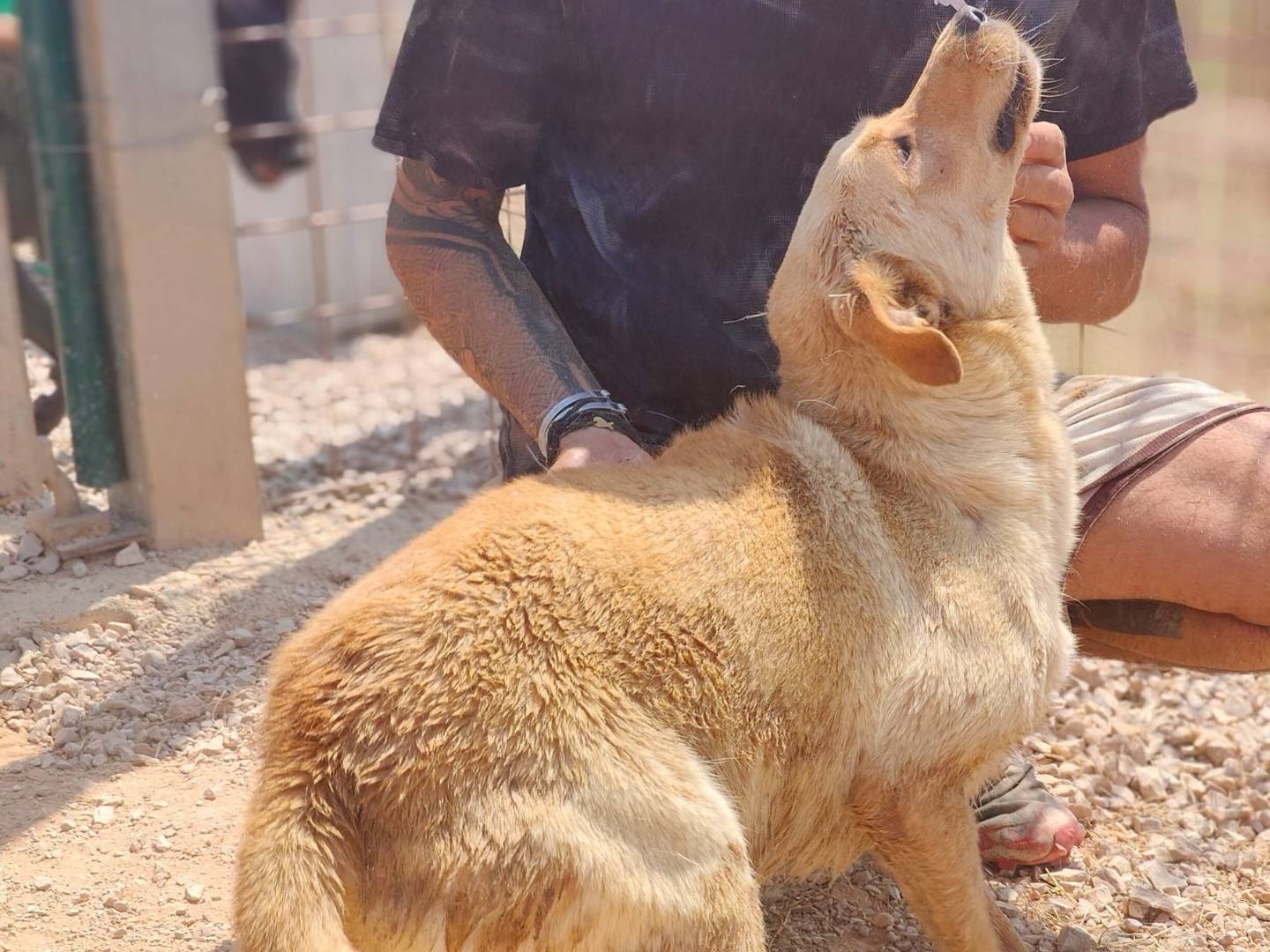 Vuoi adottare un cane a Latina?