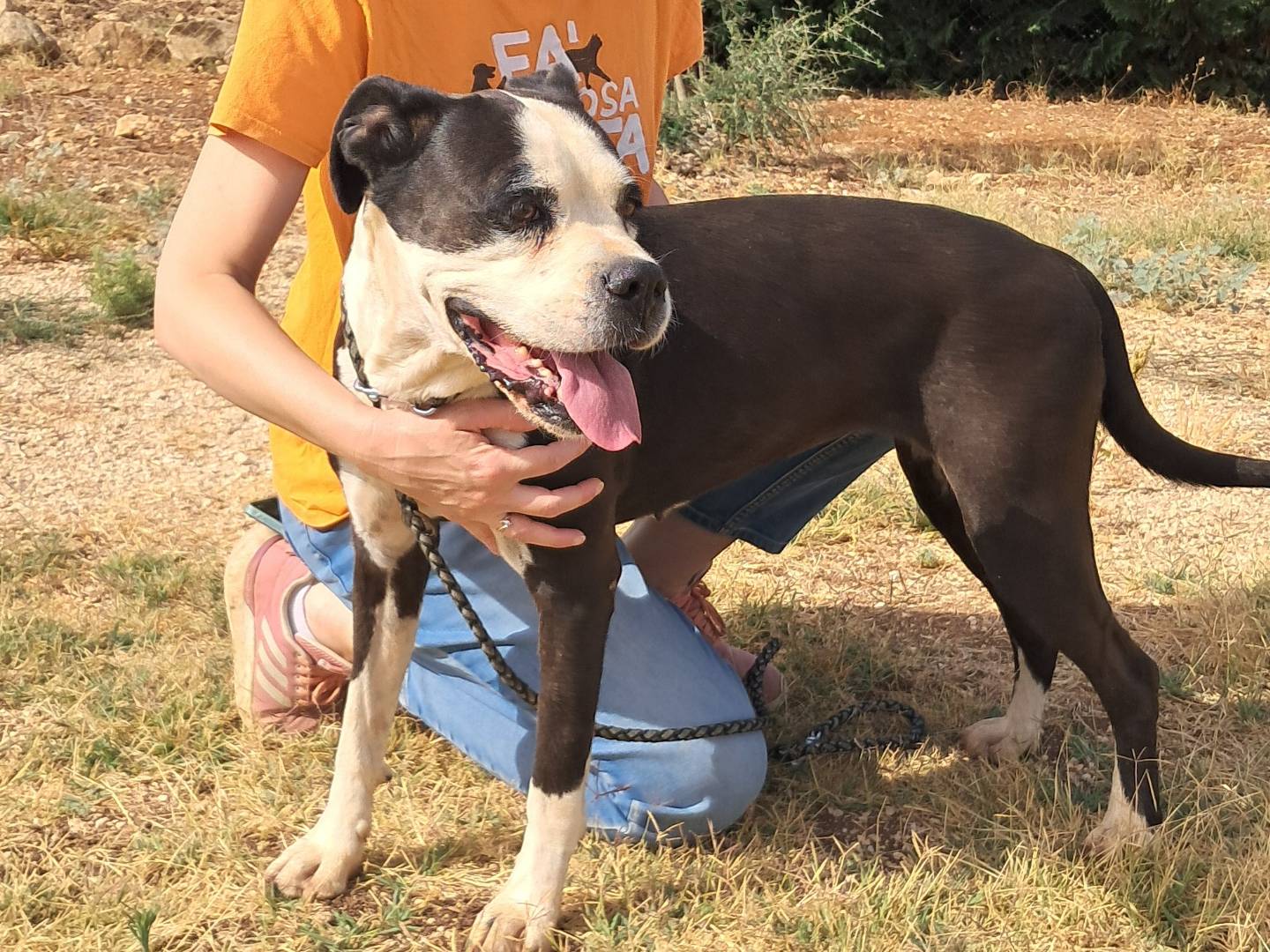 Adotta il cane Nikita a Agrigento