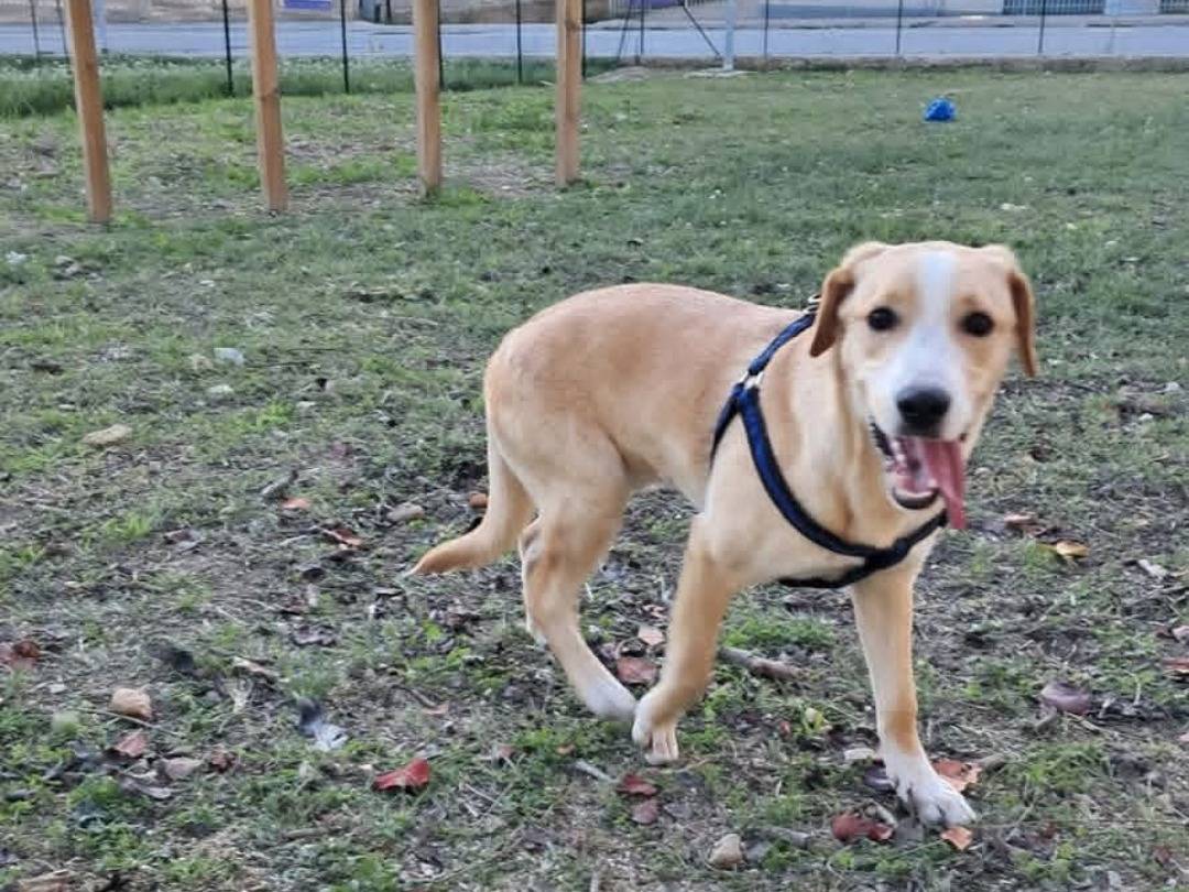 Adotta il cane Marcus a Agrigento