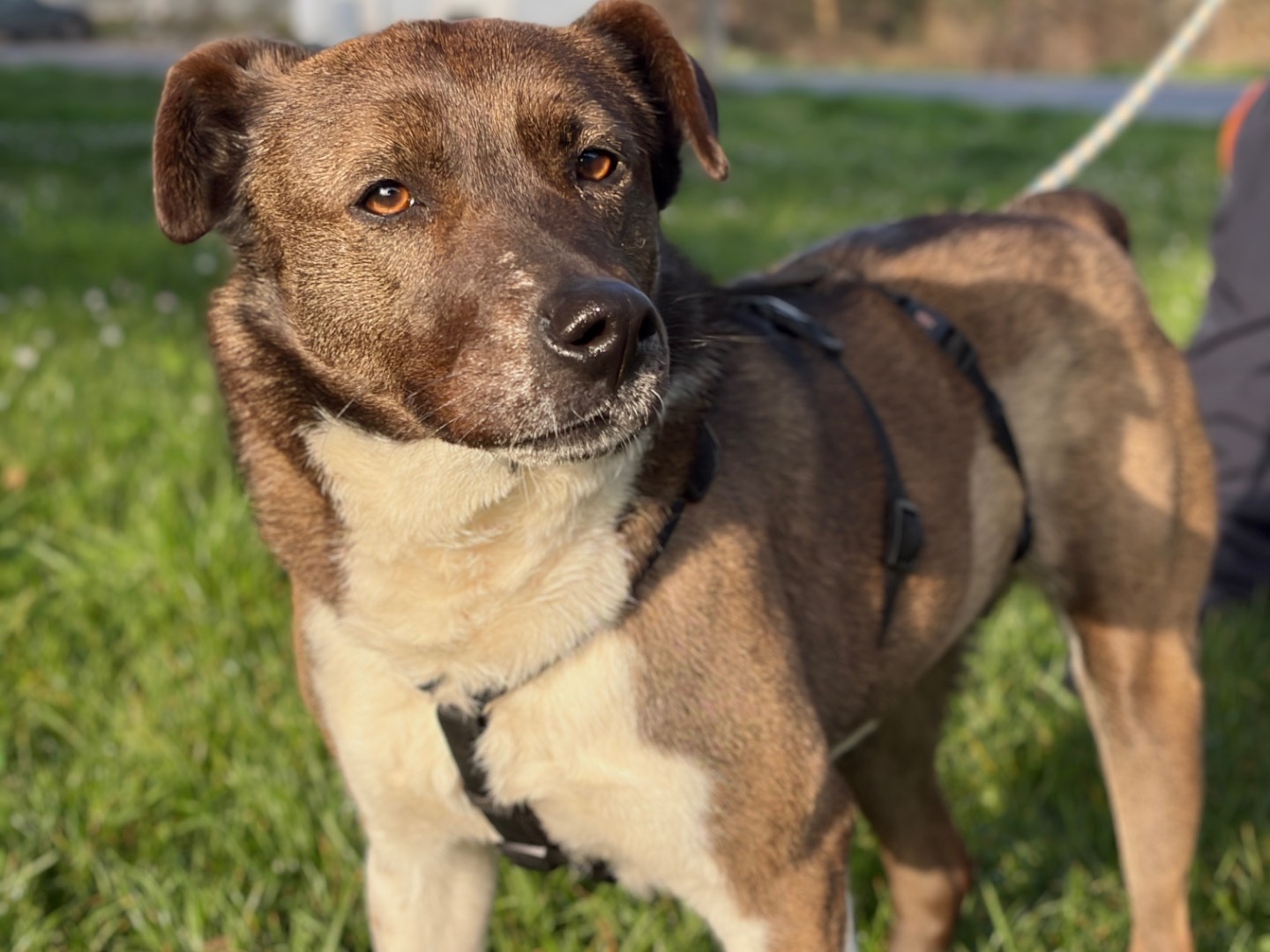 Adozione cane, femmina, Razza sconosciuta Razza sconosciuta, 4 anni e 5 mesi, taglia media, Milano