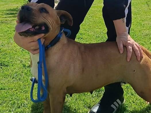 Adozione cane, femmina, Pitbull Razza sconosciuta, 9 anni e 5 mesi, taglia media contenuta, Matera