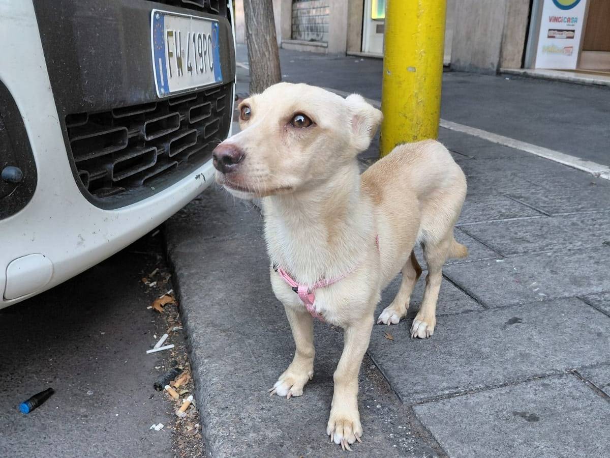 Adozione cane, femmina, Razza sconosciuta Razza sconosciuta, 6 mesi, taglia piccola, Roma
