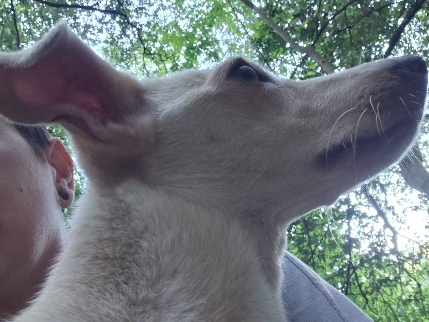 Adotta un cane, taglia piccola, femmina, Roma