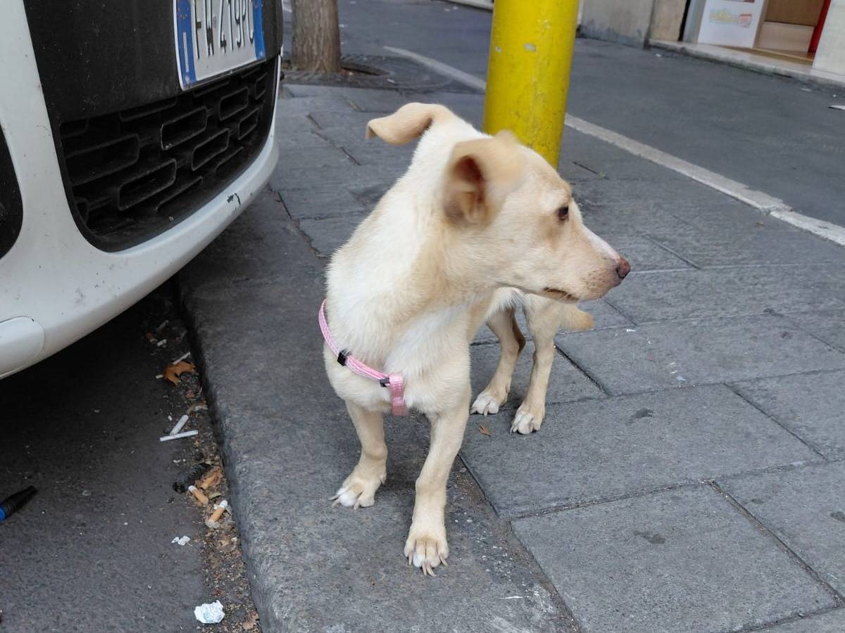 Vuoi adottare un cane a Roma?