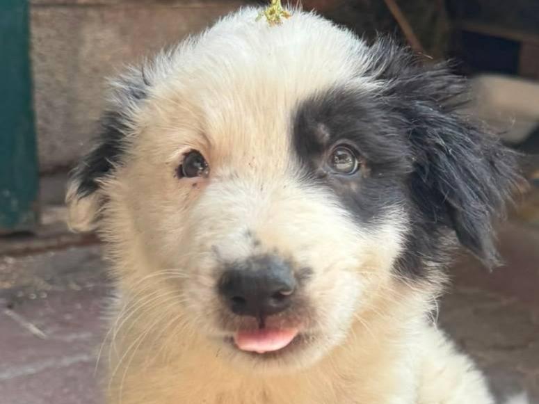 Adozione cane, maschio, Razza sconosciuta Razza sconosciuta, 3 mesi, taglia media, Palermo