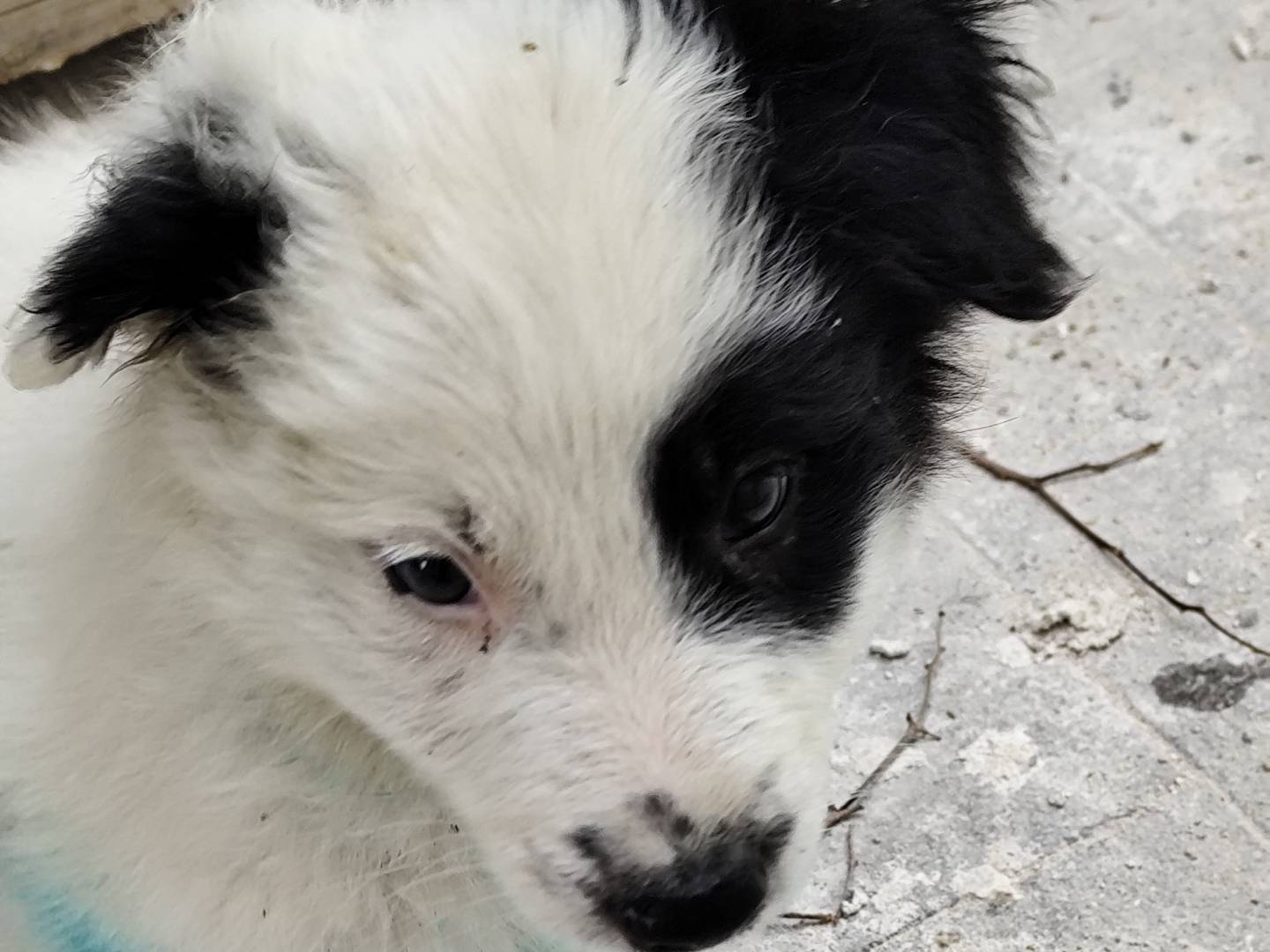 Adotta un cane, maschio, 3 mesi, Palermo
