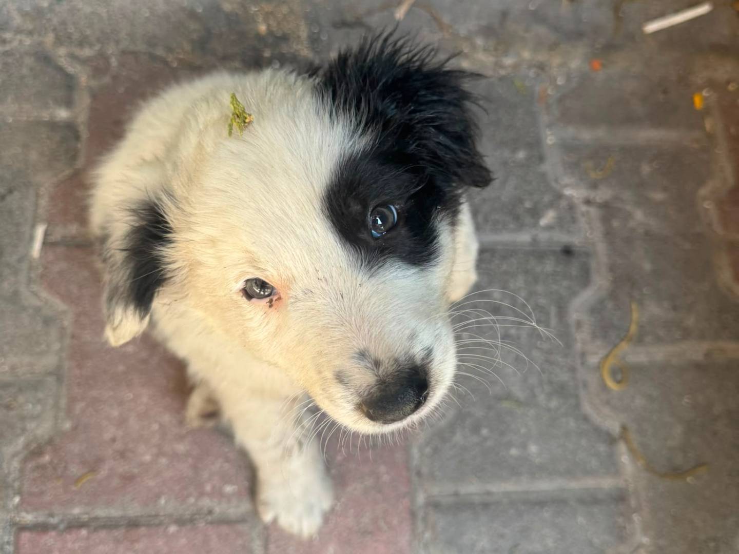 Adotta un cane, taglia media, maschio, Palermo
