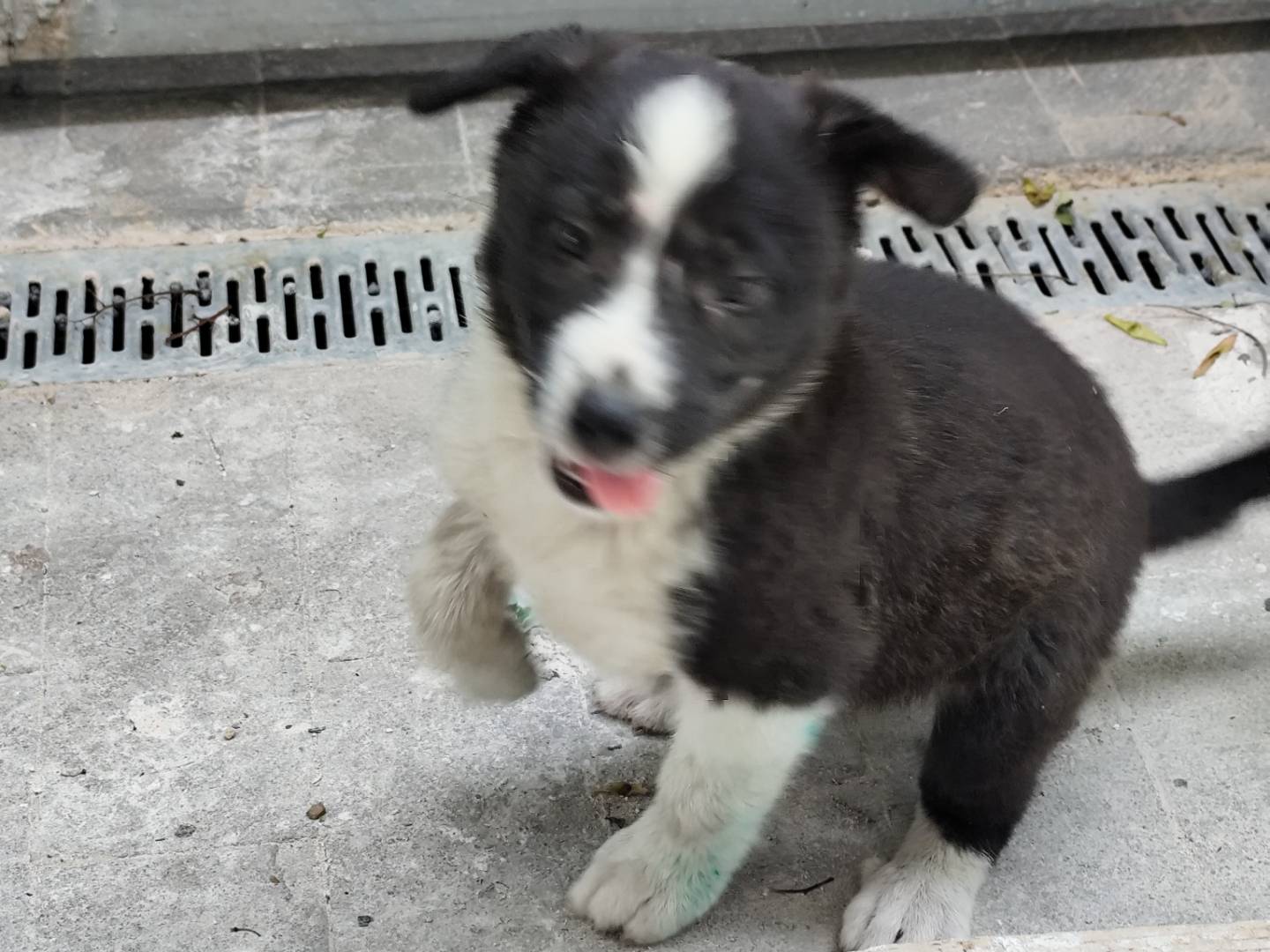 Vuoi adottare un cane a Palermo?
