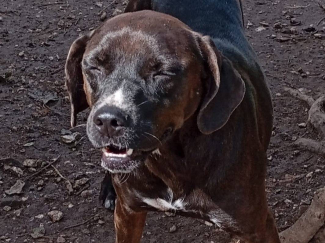 Adotta un cane, femmina, 4 anni e 6 mesi, Napoli