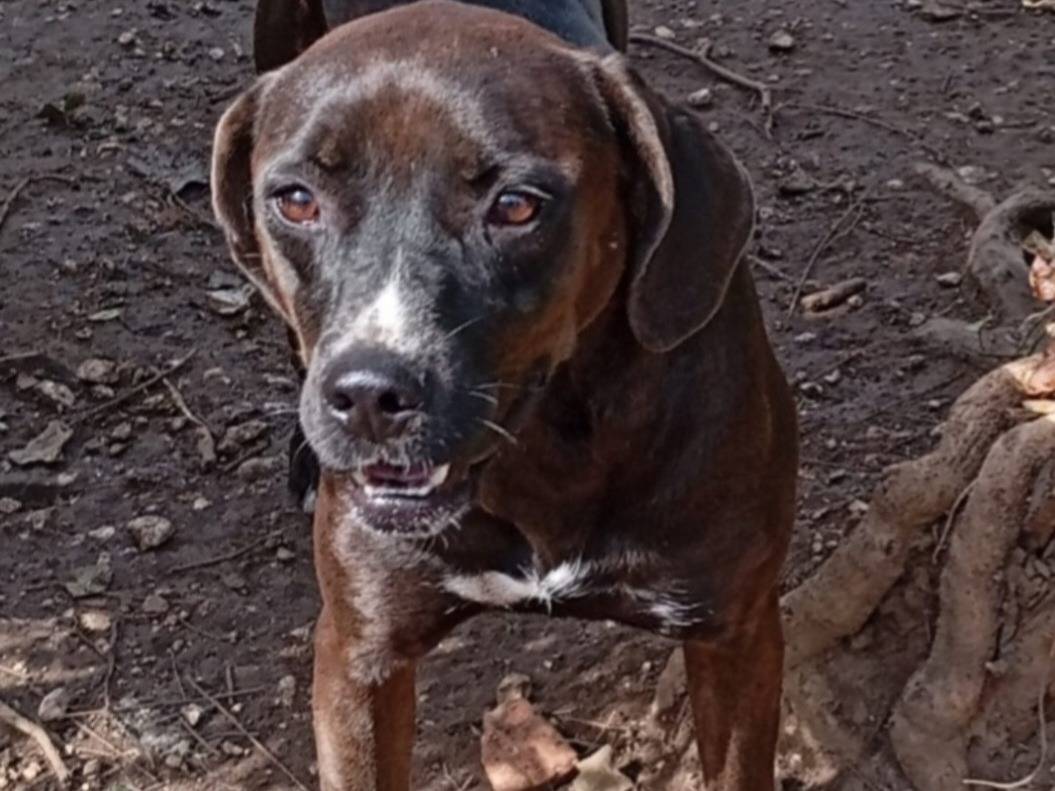 Adozione cane, femmina, Razza sconosciuta Razza sconosciuta, 4 anni e 6 mesi, taglia media, Napoli