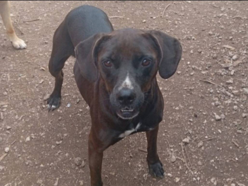 Vuoi adottare un cane a Napoli?