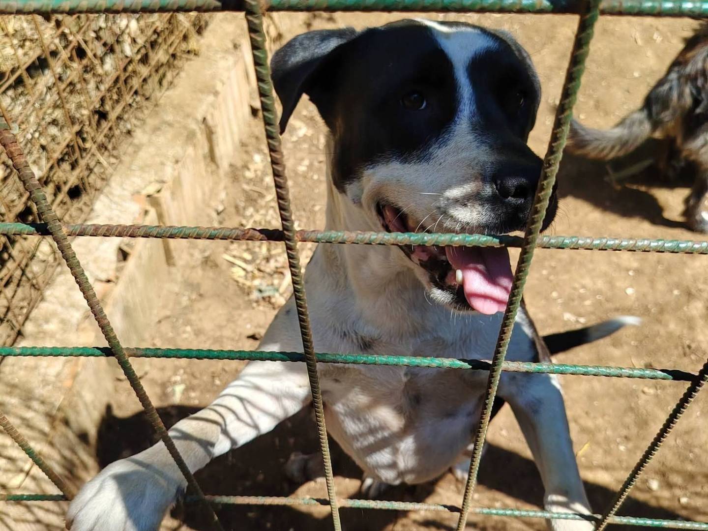 Vuoi adottare un cane a Roma?