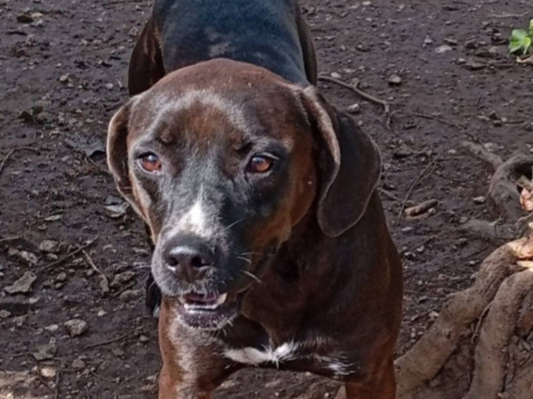 Adotta un cane, taglia media, femmina, Napoli