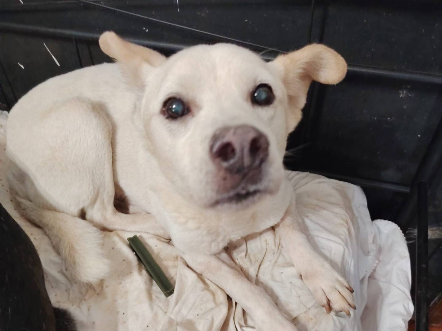 Vuoi adottare un cane a Roma?