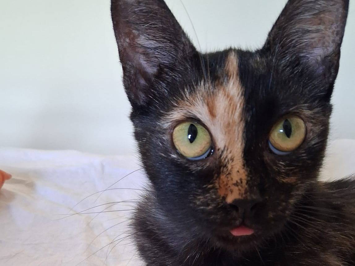 Adozione gatto, femmina, Razza sconosciuta Razza sconosciuta, 7 mesi, taglia non valida, Catanzaro