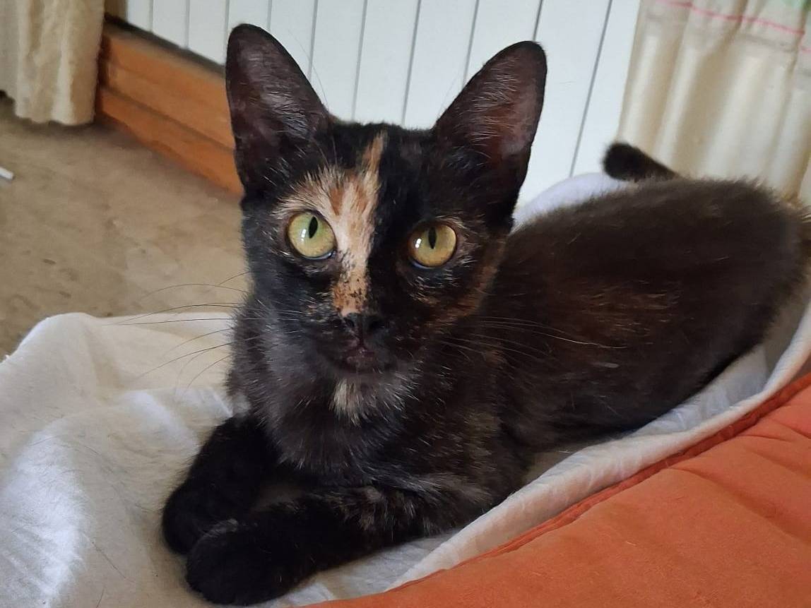 Adotta un gatto, femmina, 7 mesi, Catanzaro