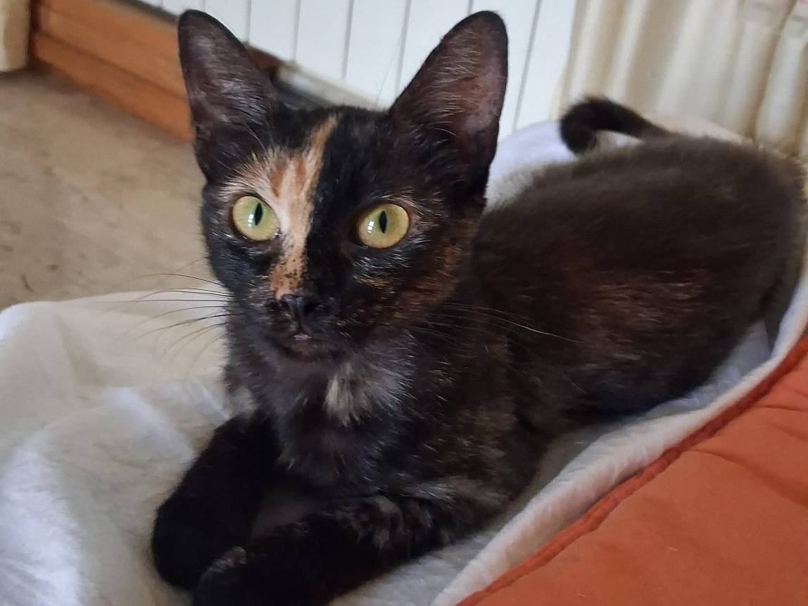 Adotta un gatto, taglia non valida, femmina, Catanzaro