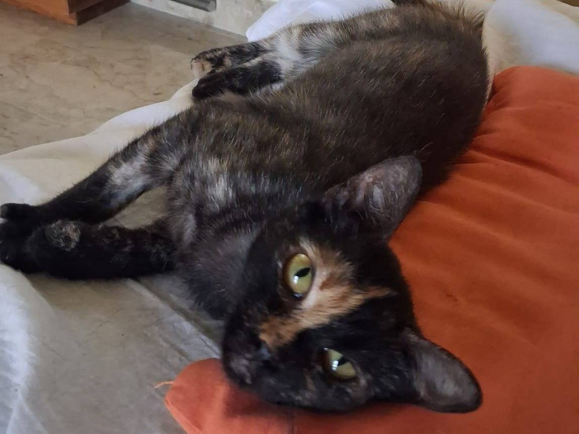 Vuoi adottare un gatto a Catanzaro?