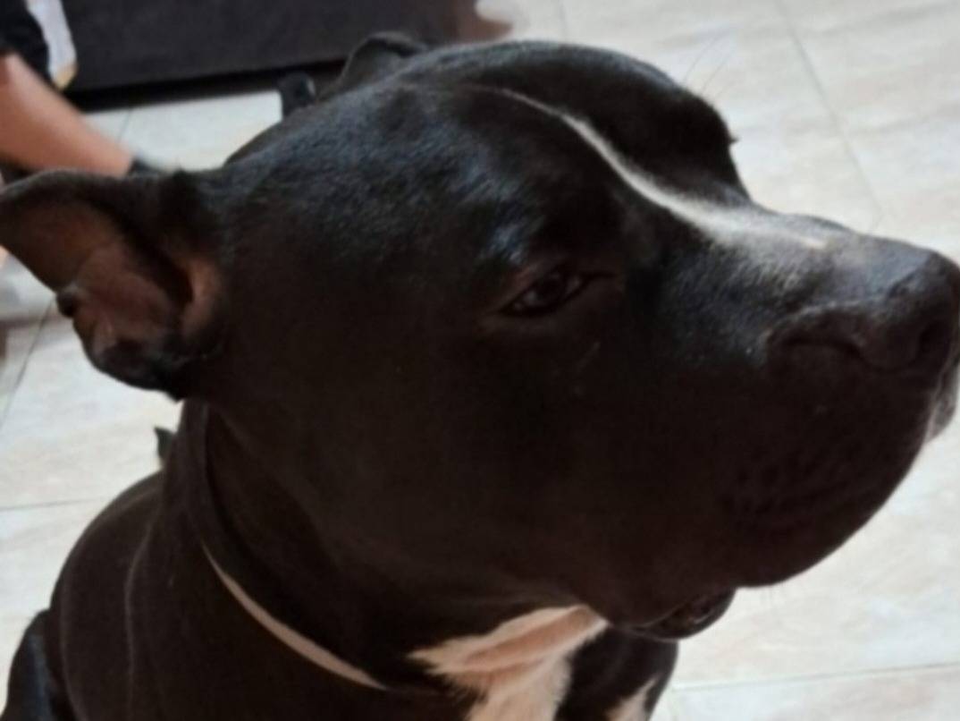 Adozione cane, maschio, Razza sconosciuta Razza sconosciuta, 3 anni e 3 mesi, taglia grande, Torino