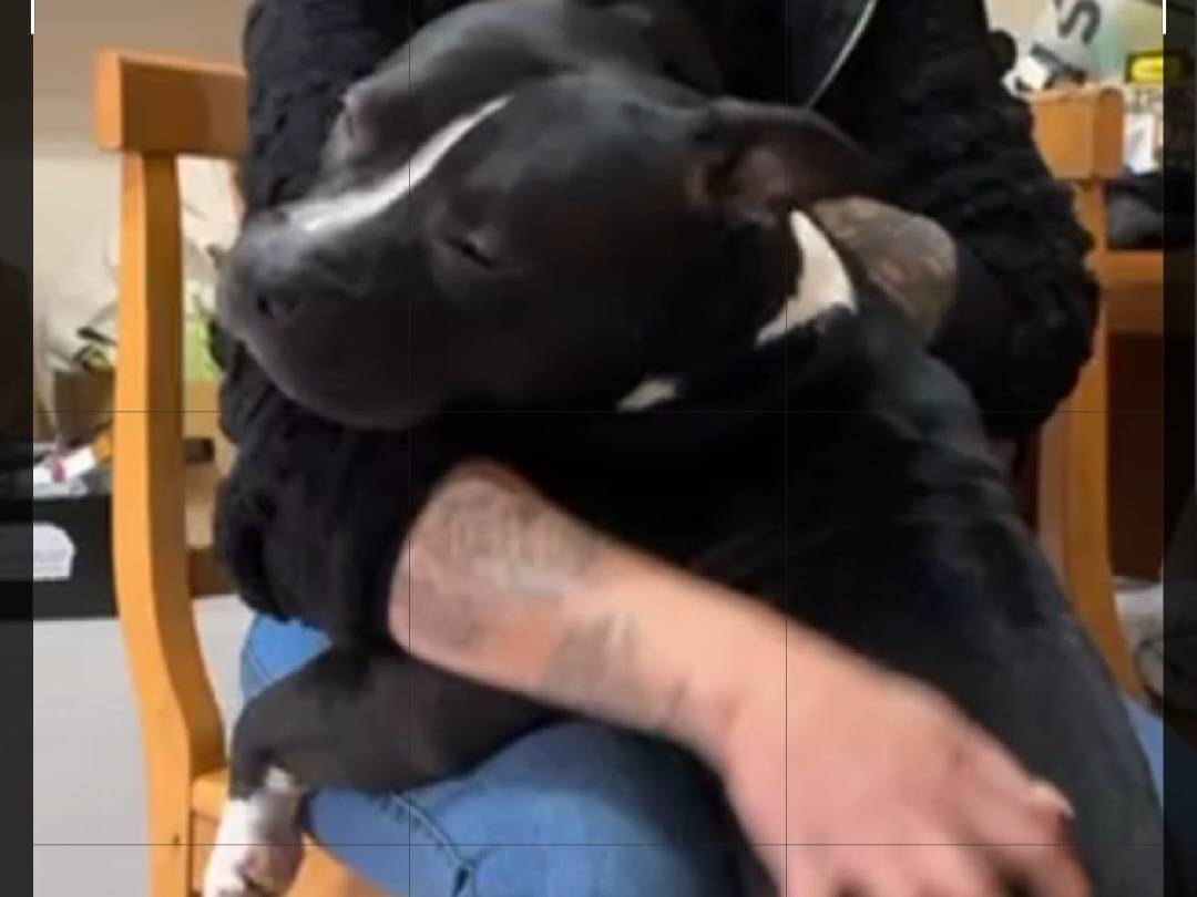 Adotta un cane, maschio, 3 anni e 3 mesi, Torino