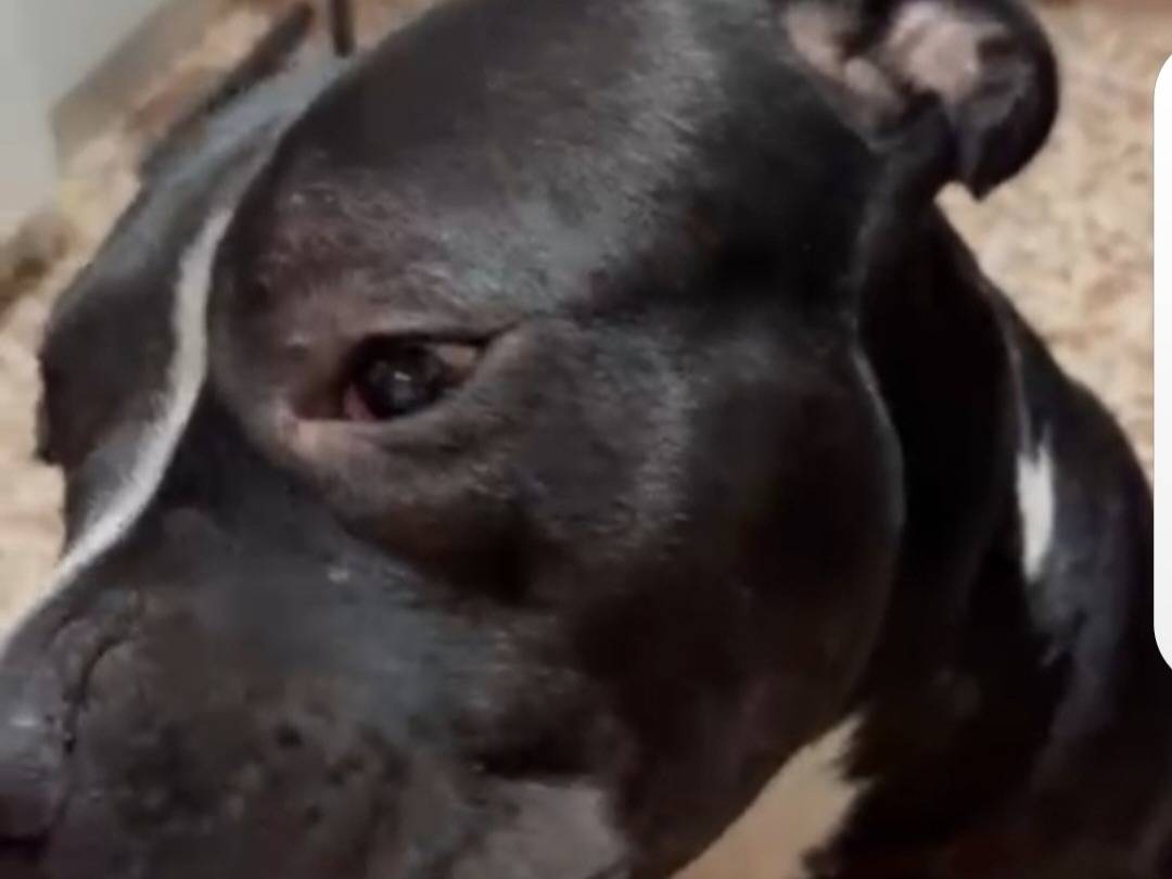 Adotta un cane, taglia grande, maschio, Torino