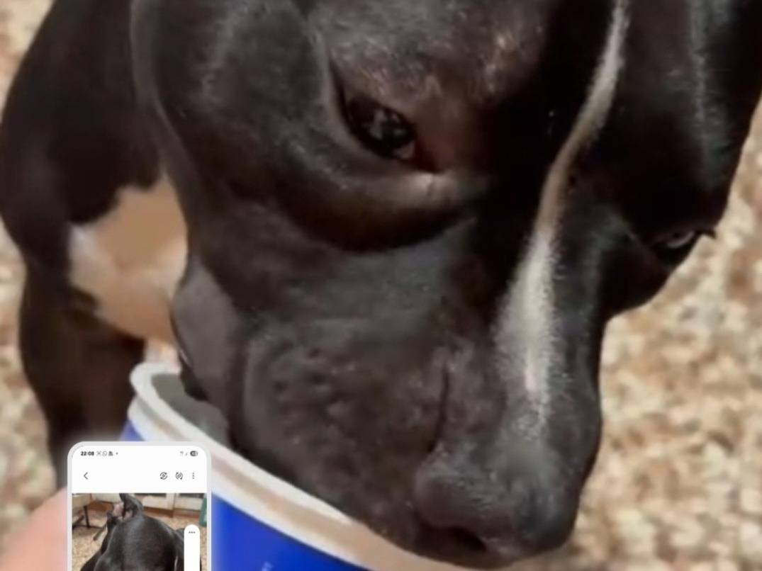 Vuoi adottare un cane a Torino?