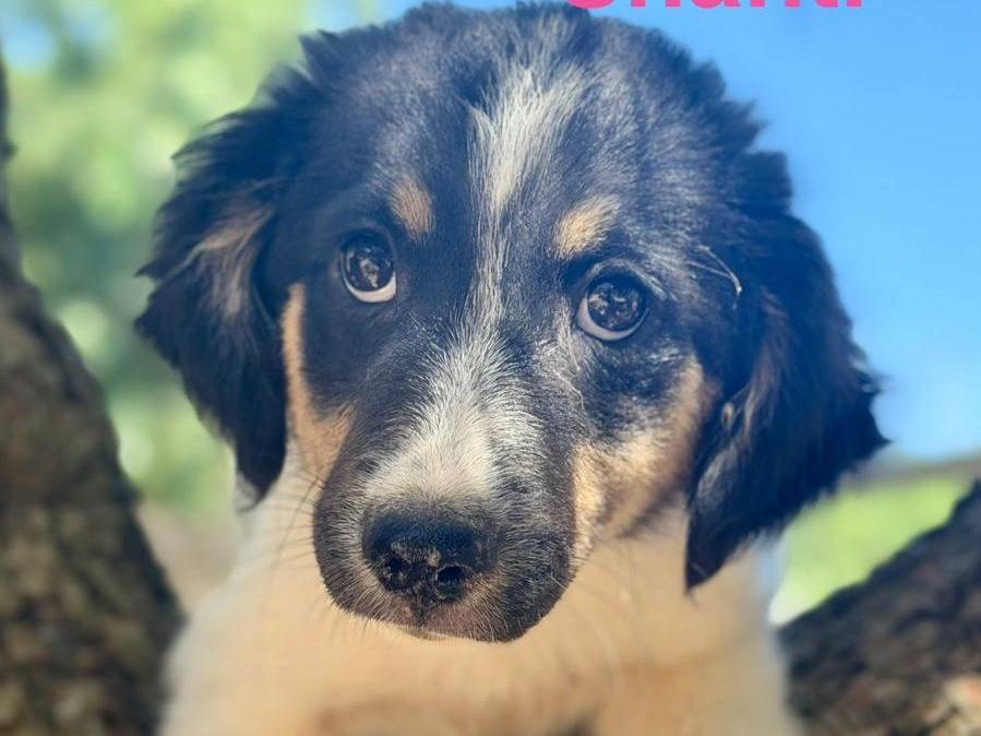 Adozione cane, femmina, Razza sconosciuta Razza sconosciuta, 2 mesi, taglia media, Lecce