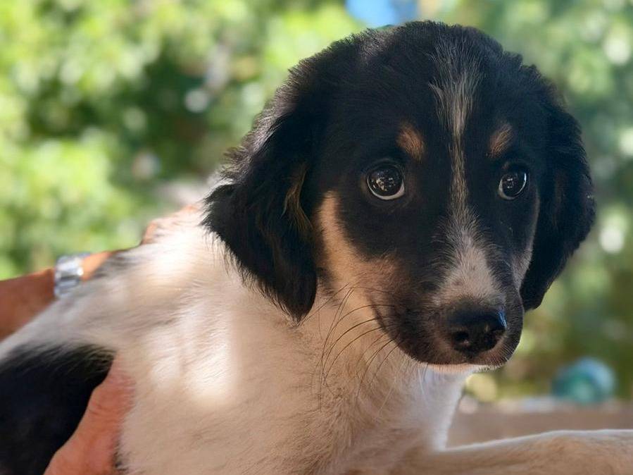 Adotta un cane, femmina, 2 mesi, Lecce