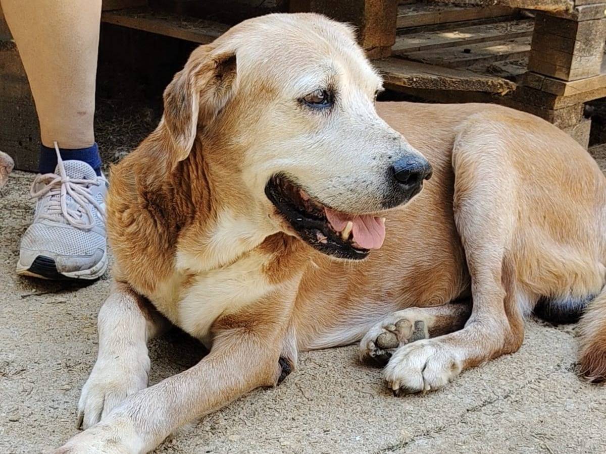 Adozione cane, maschio, Razza sconosciuta Razza sconosciuta, 12 anni e 3 mesi, taglia media, Roma