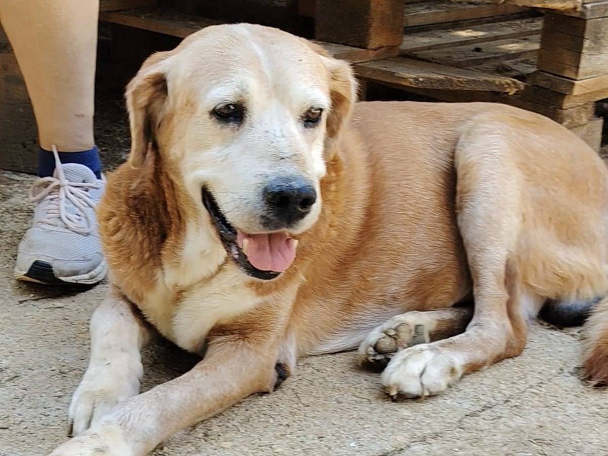 Adotta un cane, maschio, 12 anni e 3 mesi, Roma